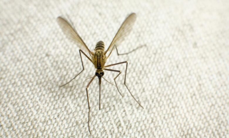 Cura a la Malaria Recurrente.