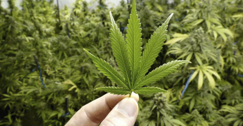 Legalizar el Cannabis.