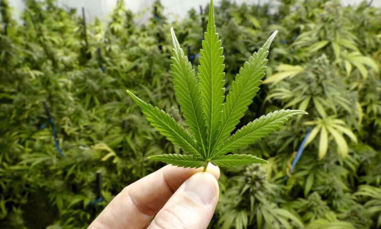 Legalizar el Cannabis.