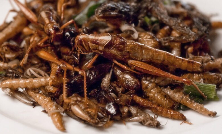 Comer Insectos.