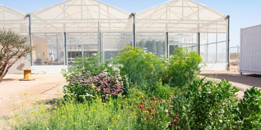 Proyecto Bosque del Sahara.