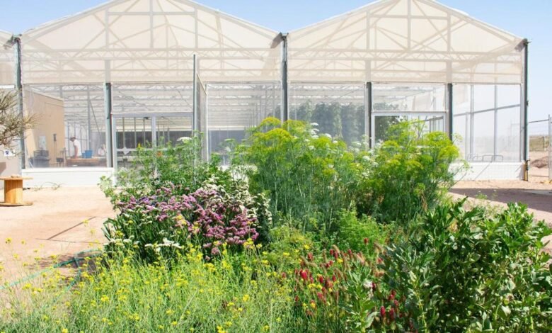 Proyecto Bosque del Sahara.