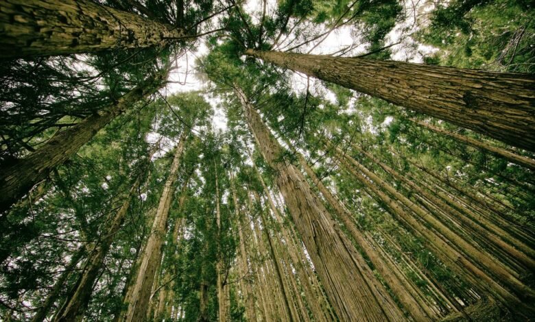 Bosques contra el Cambio Climático.