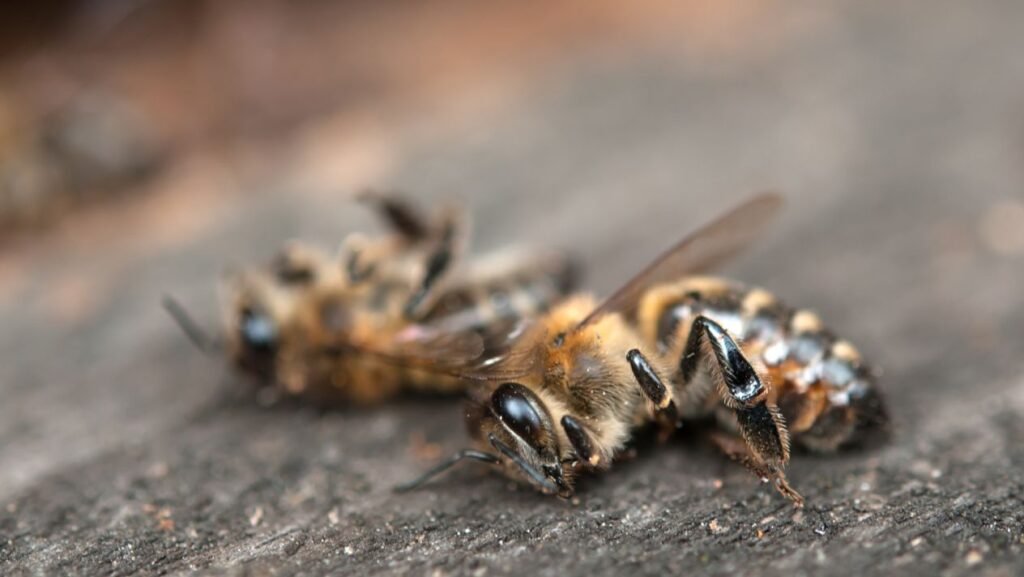 Mortandad de Abejas en Yucatán.