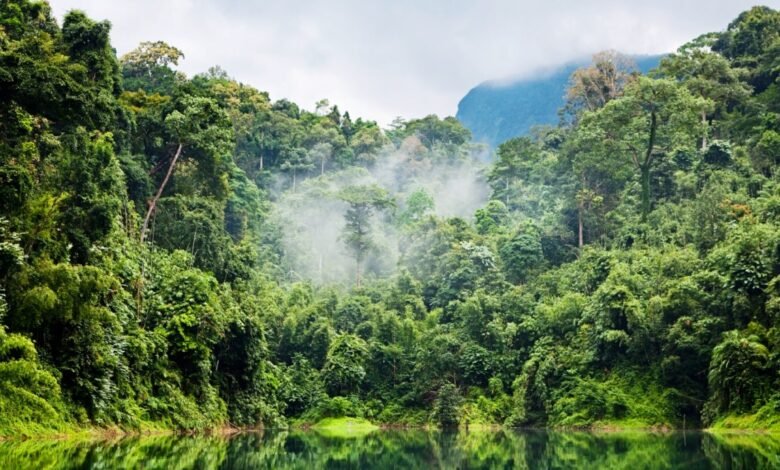 Selva del Amazonas.