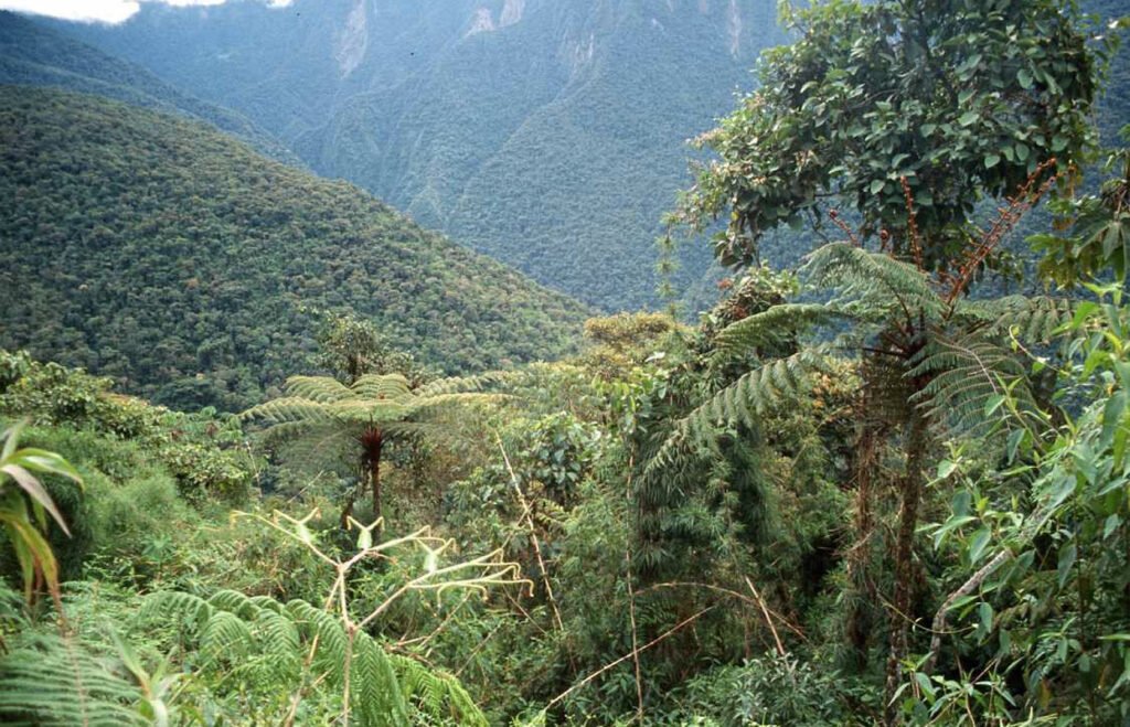 Ecosistemas Intactos.