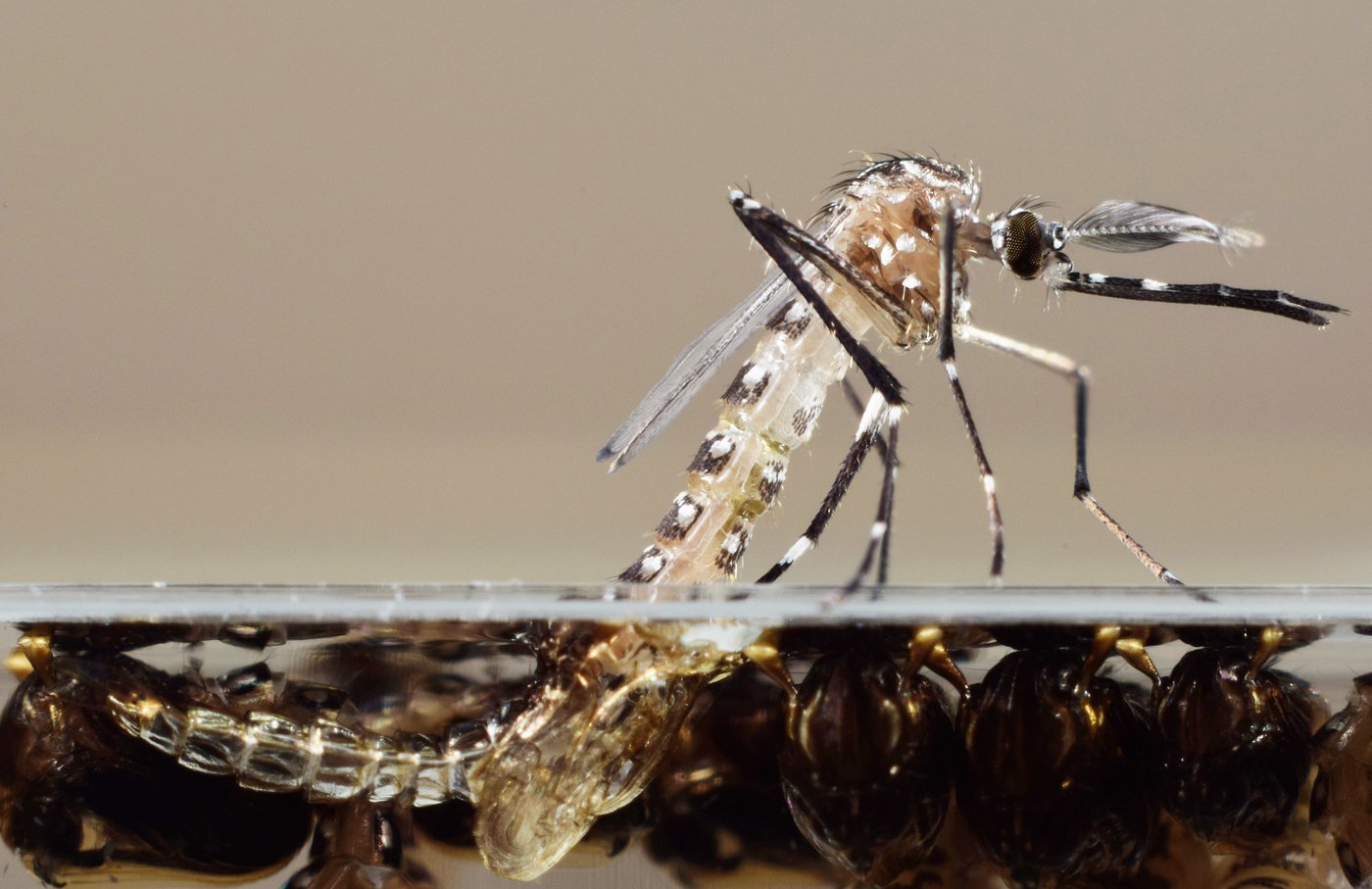 Mosquitos Transgénicos.