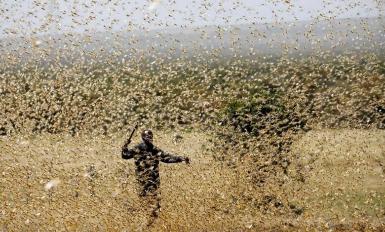 Plaga Bíblica.