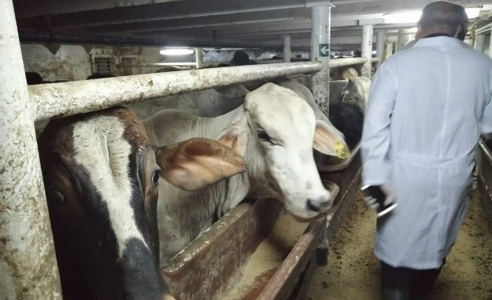 Neameh el barco de las Vacas.