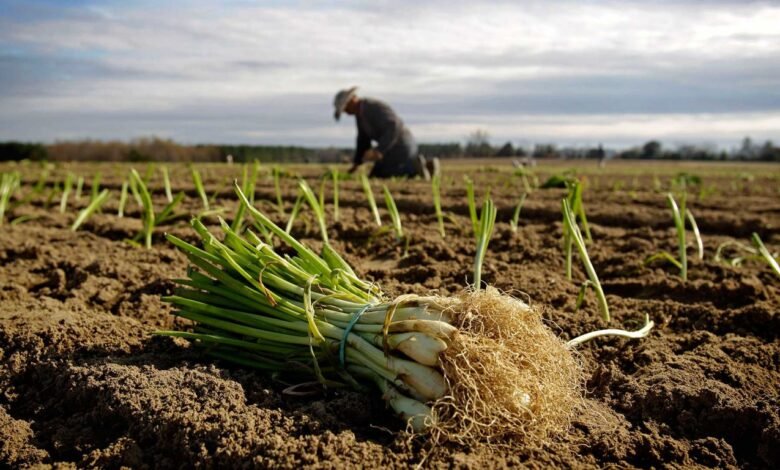 Agricultores Mexicanos.