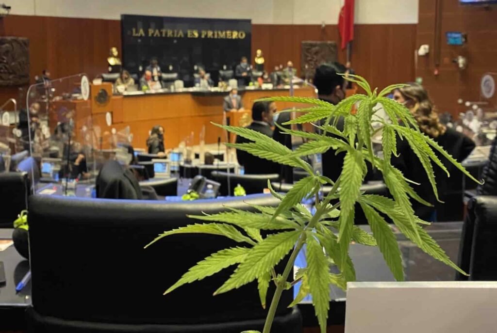 Cannabis legal en México.