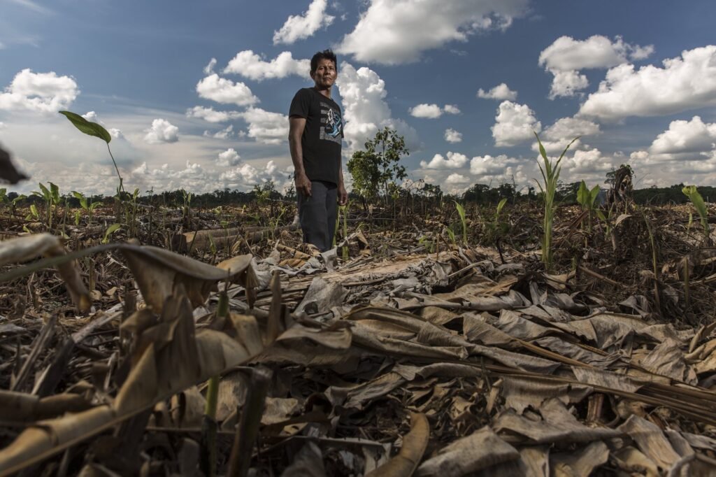 Palma Aceitera en Guatemala.
