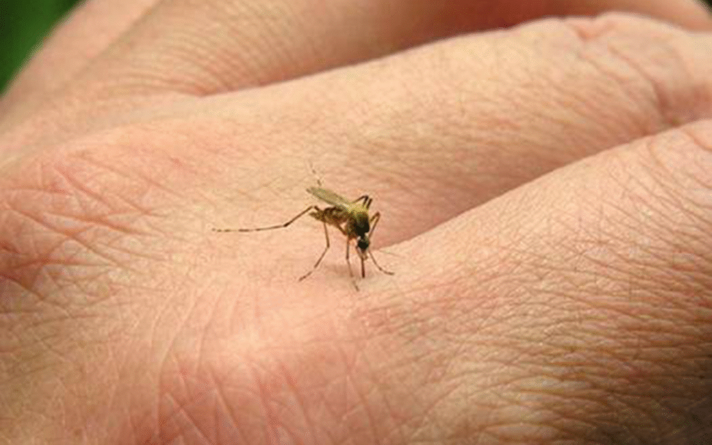 Vacuna contra la Chikunguña.