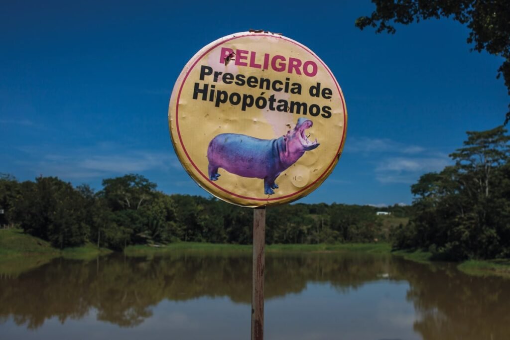 Hipopótamos de Cocaína.