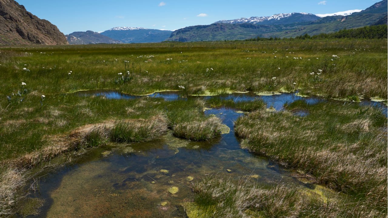 ¡A salvar a los humedales!