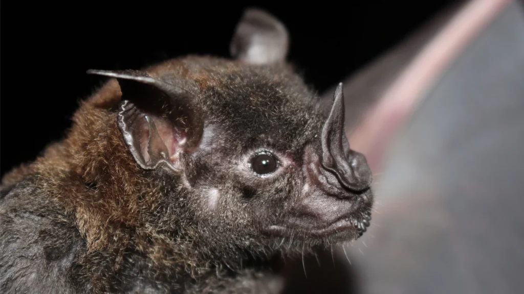 Virus zoonóticos libres.