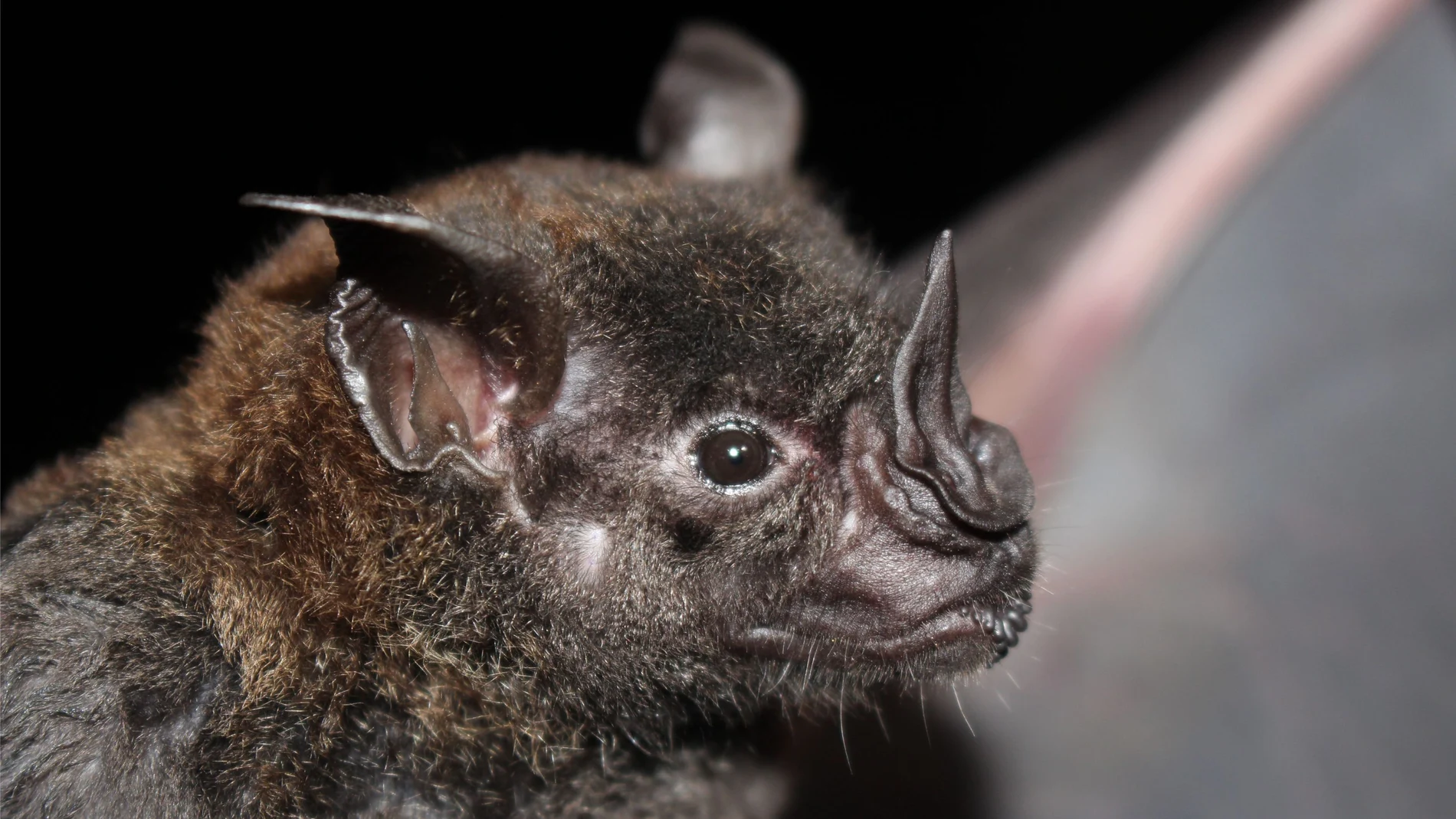 Virus zoonóticos libres.