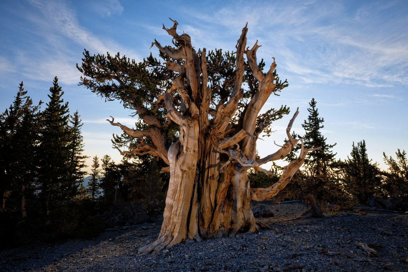 Mueren árboles en las Américas.