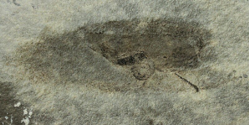 El Typhloesus era un molusco.