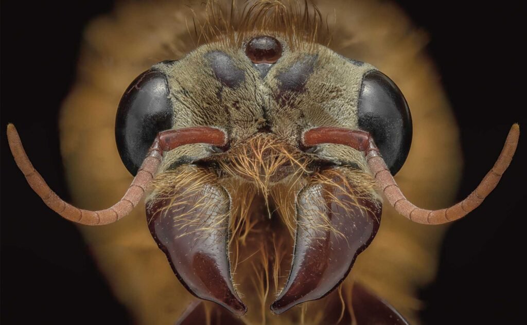 El mundo de las hormigas.