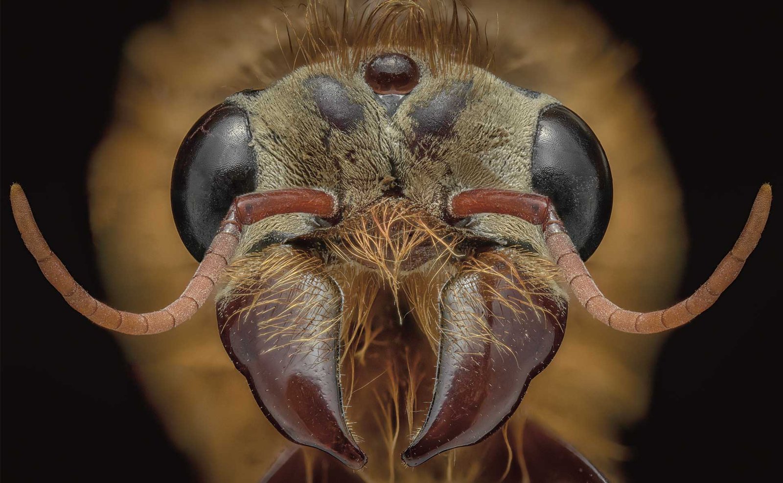 El mundo de las hormigas.