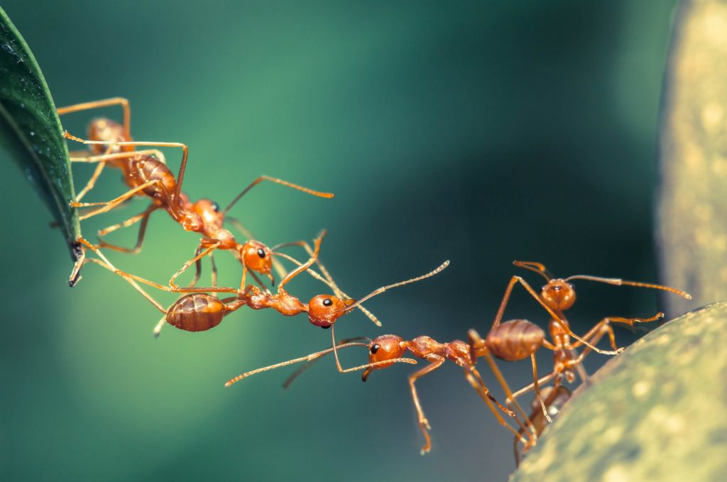 El mundo de las hormigas.