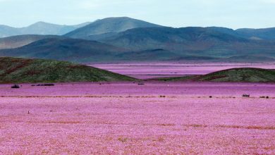Florece el desierto de Atacama.