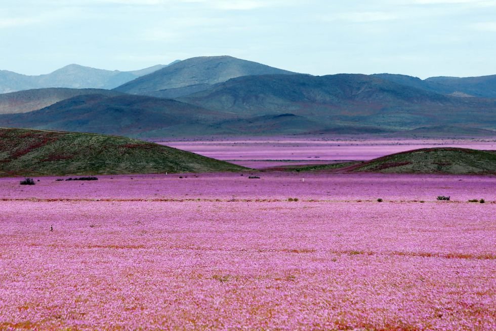 Florece el desierto de Atacama.
