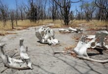 Extinción Masiva de Animales.