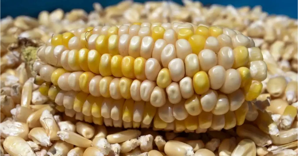 No más Transgénico.