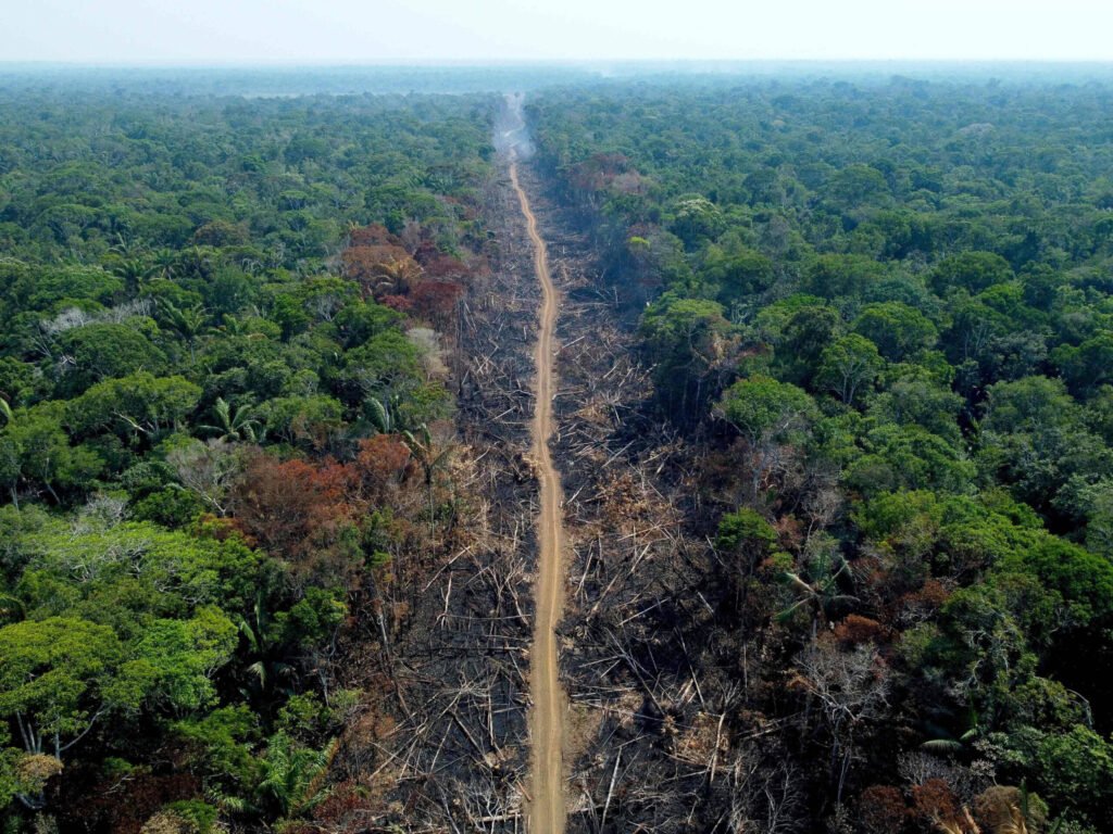 Consecuencias de la actividad humana en la selva.