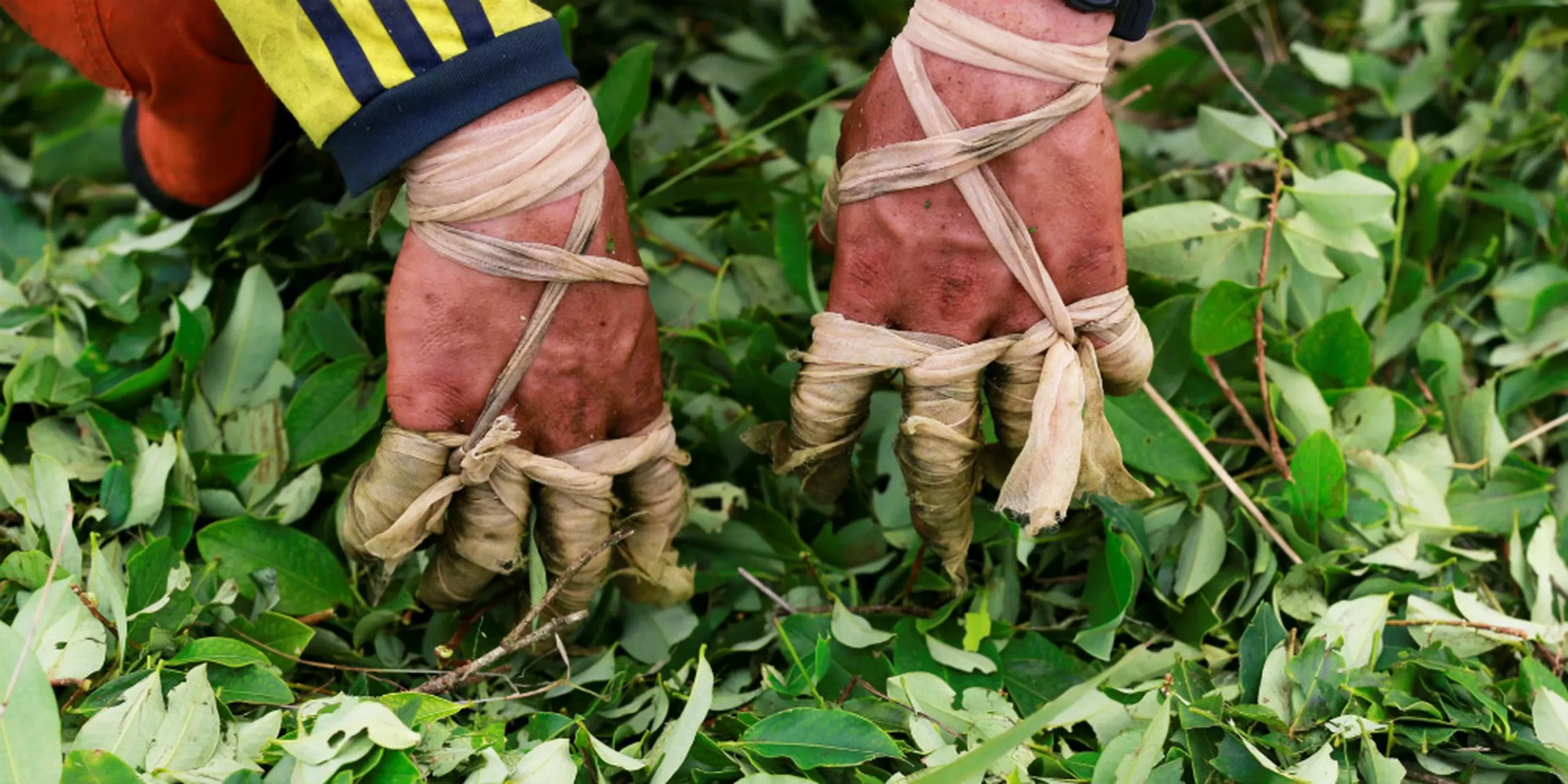 Más coca para el mundo.