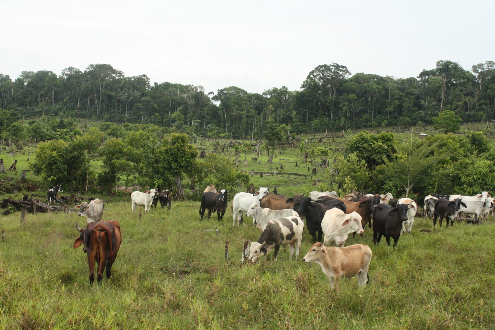 Es el ganado y no la coca.
