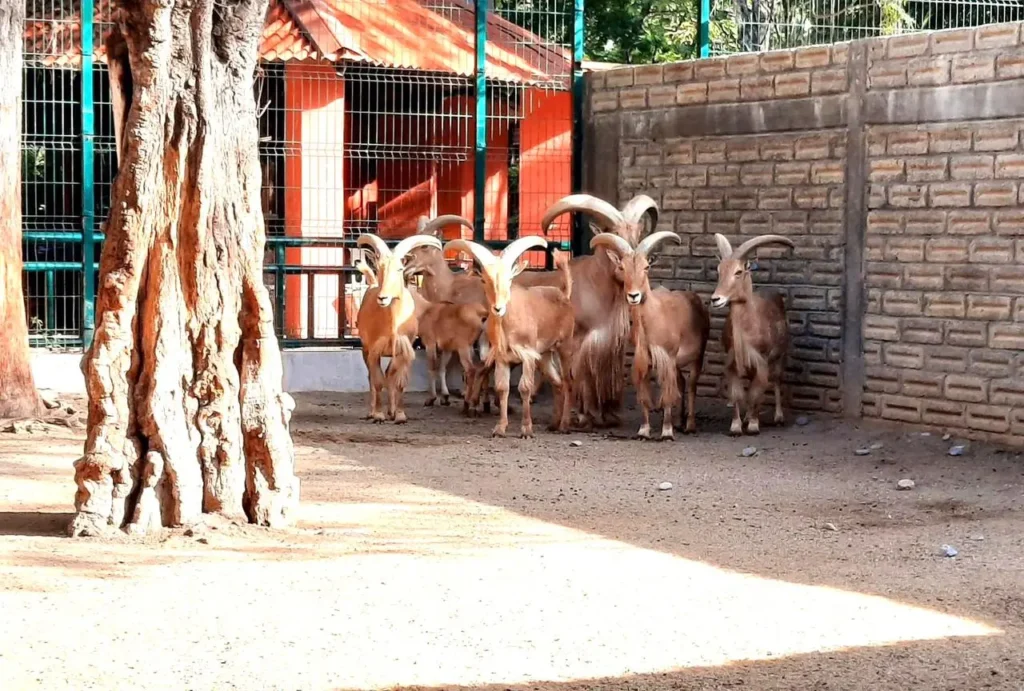 Las cabras del Zoochilpan.