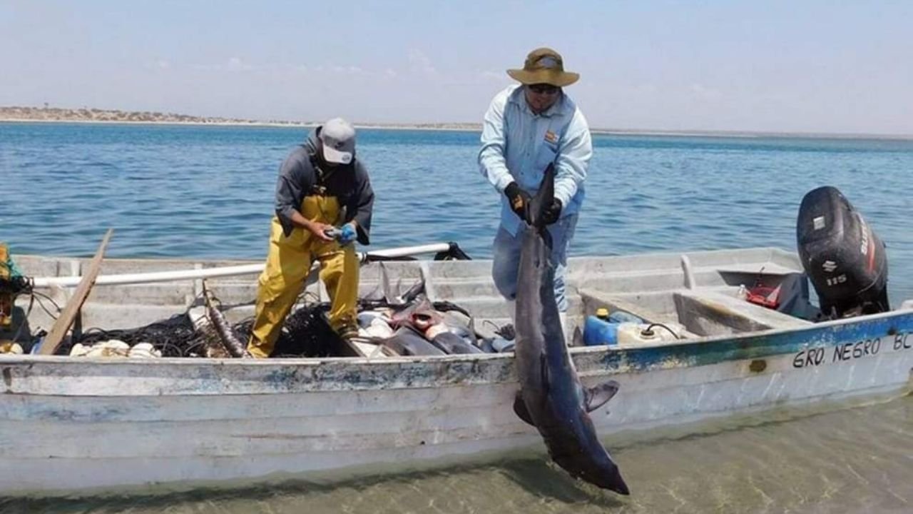 La pesca de tiburón es criminalizada.