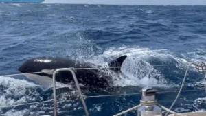 Atacan las Orcas.