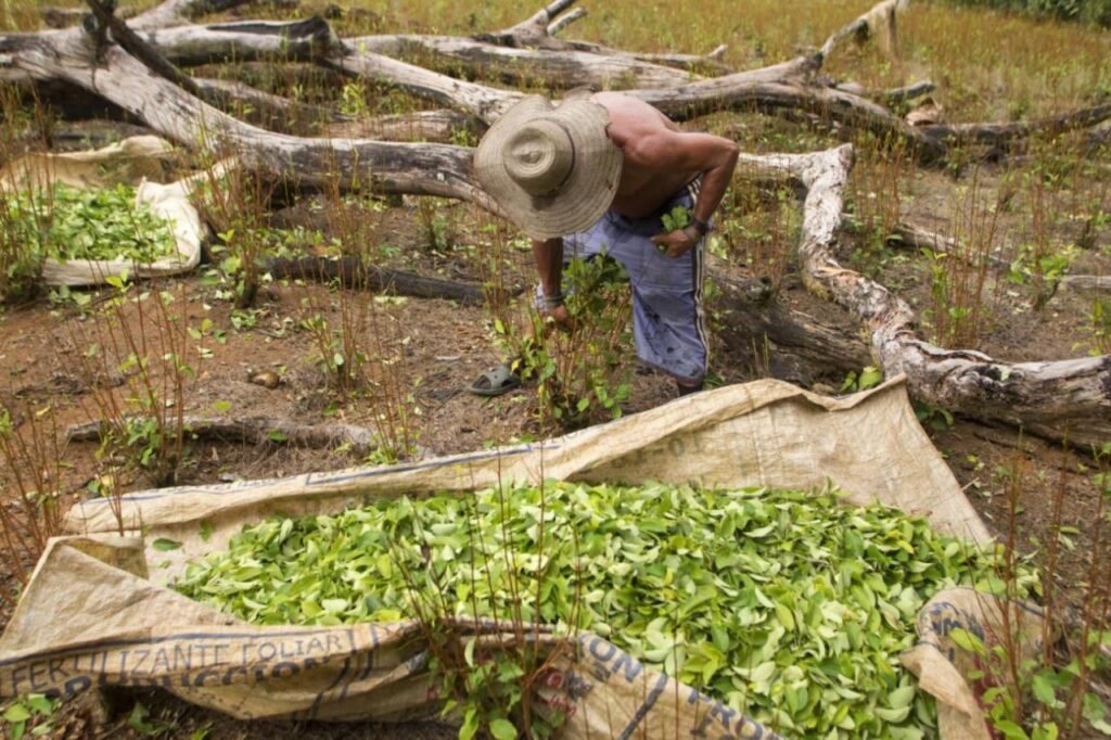 Récord de producción de coca en Perú.