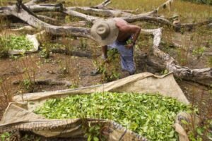 Récord de producción de coca en Perú.