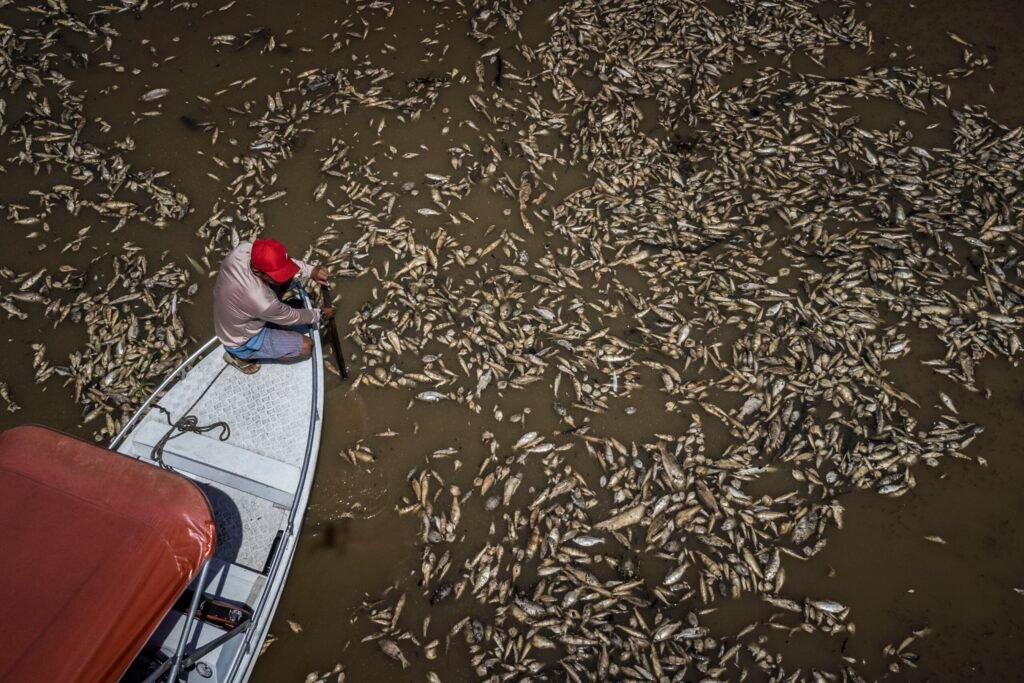La sequía amazónica provoca la muerte de toneladas de peces en Brasil.