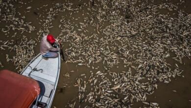 La sequía amazónica provoca la muerte de toneladas de peces en Brasil.