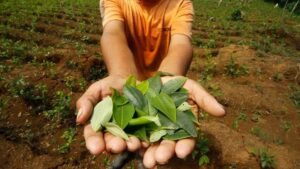 Colombia marca un nuevo récord de cultivos.