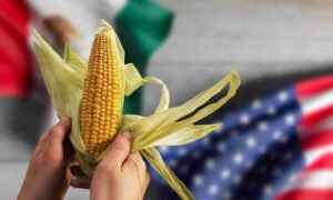 Canadá contra México por maíz transgénico.