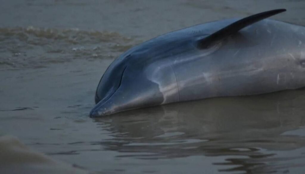 Decenas de delfines mueren en el Amazonas.