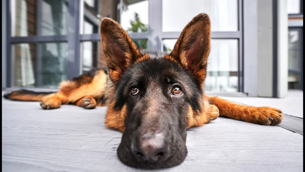 Epidemia Canina en EEUU.