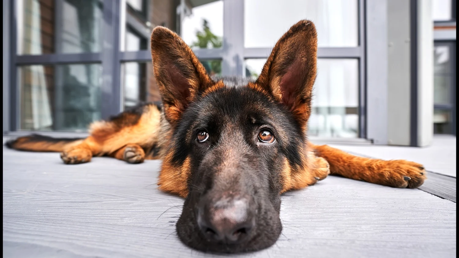 Epidemia Canina en EEUU.