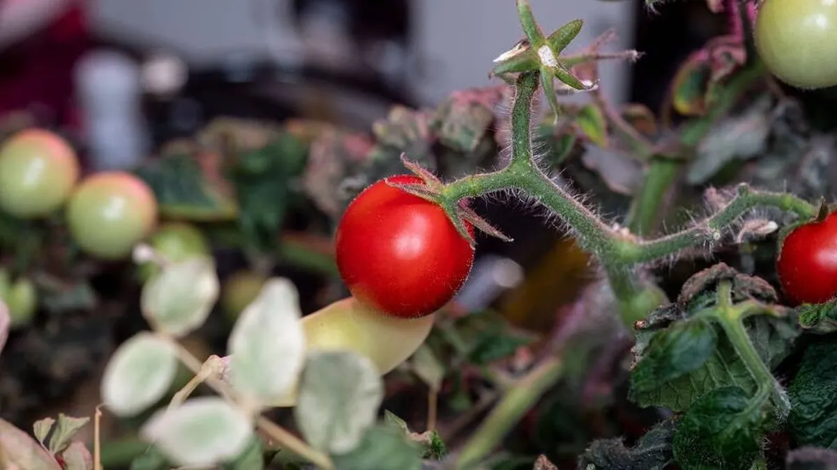 Tomate espacial perdido y encontrado.