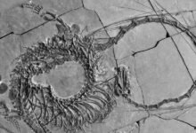 Un dragón de 240 millones de años.