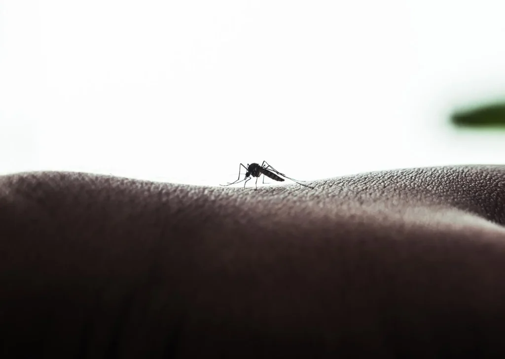 Crisis Sanitaria en el Amazonas entre Malaria y Dengue.